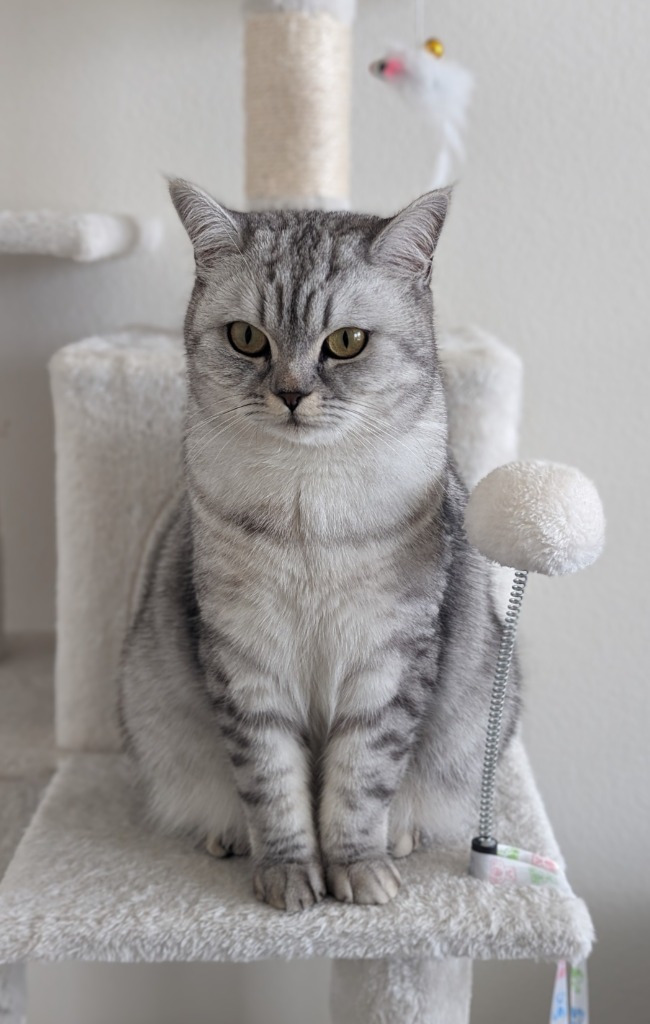 My cat